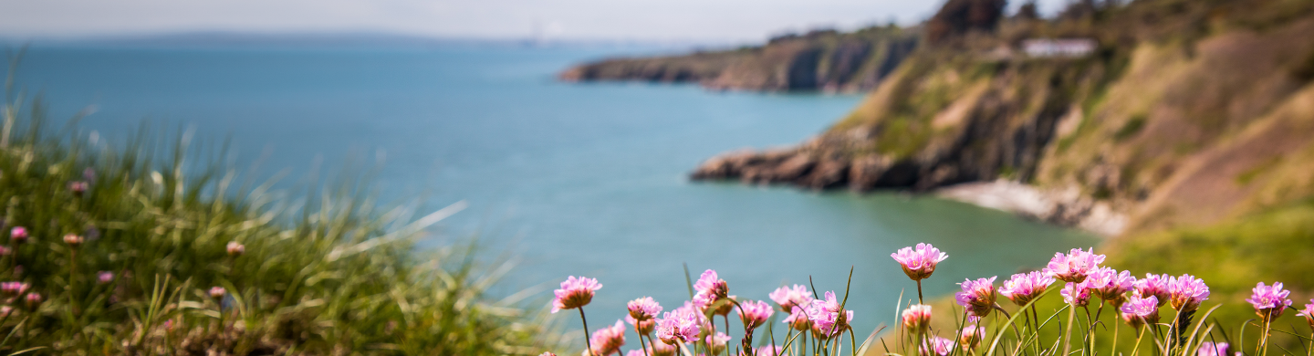 Pink wildflowers in the foreground overlooking a rocky coastline and blue ocean under a clear sky.