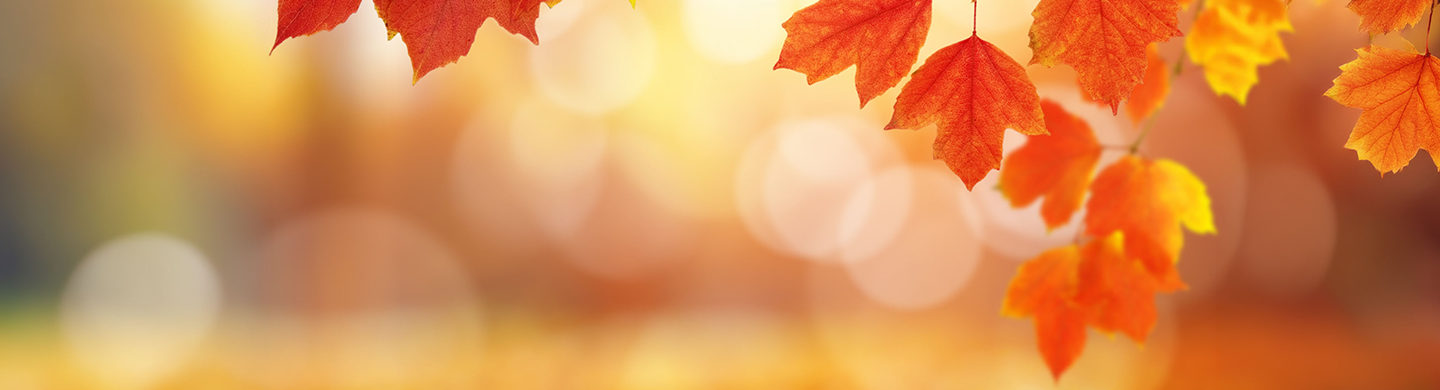 Orange and yellow autumn maple leaves hang across the top of the image, with a softly blurred background of warm fall colors and circular light bokeh. No text is present.